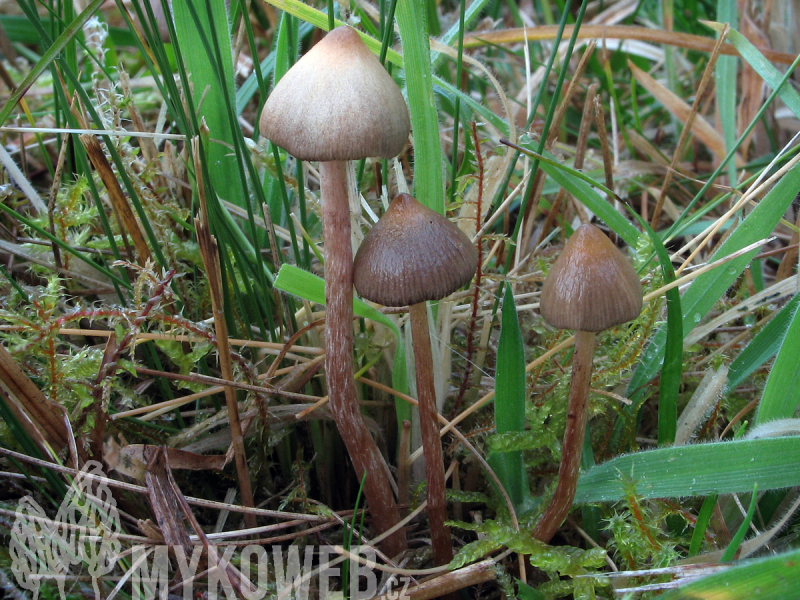 Psilocybe semilanceata