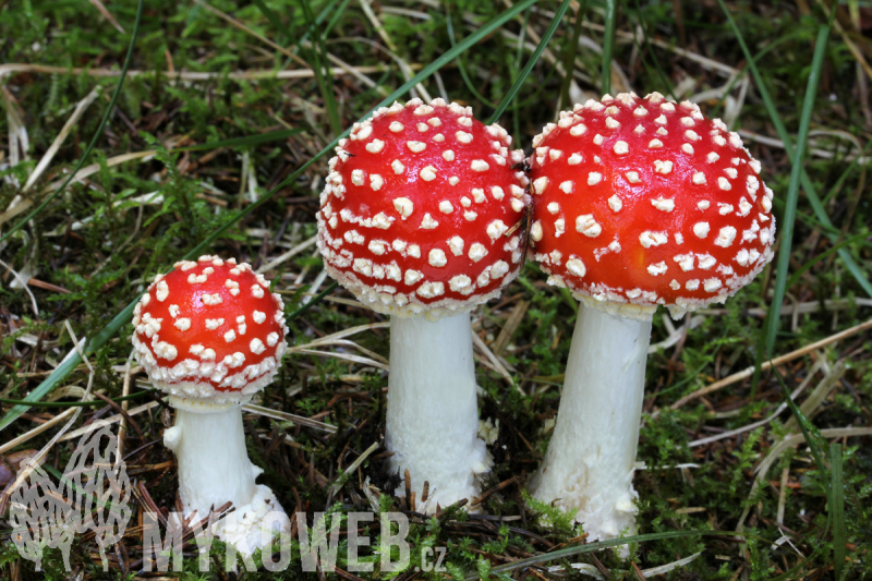 Amanita muscaria