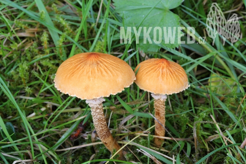 Cystoderma amianthinum