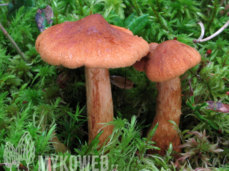 Cortinarius rubellus (skvělý)