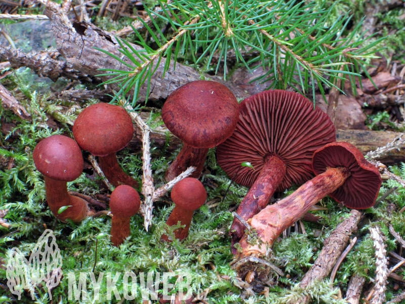 Cortinarius sanguineus