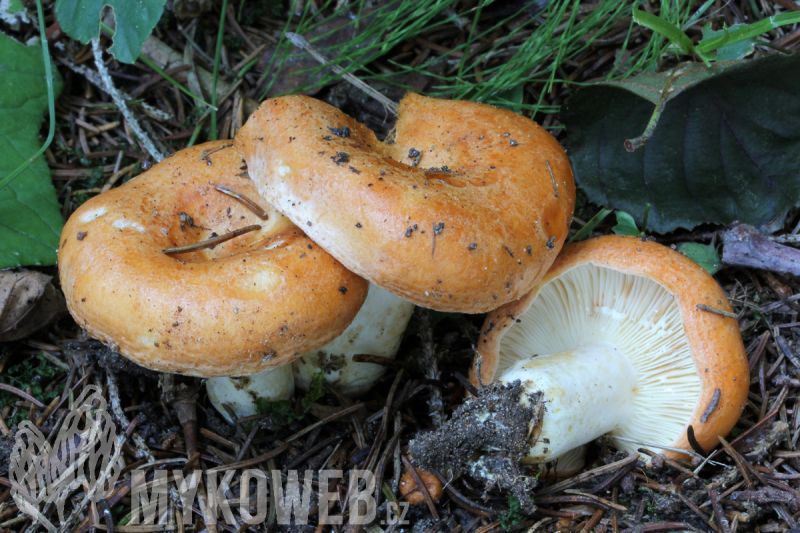 Lactarius zonarioides