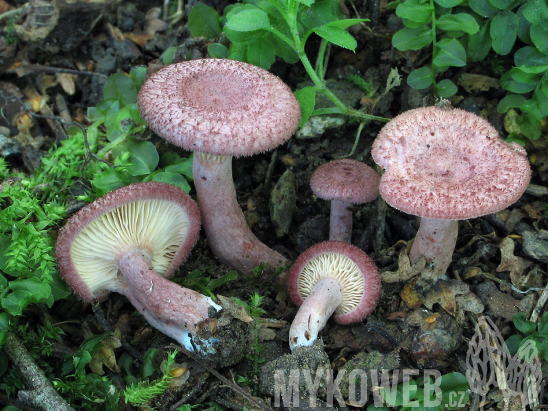 Lactarius spinosulus