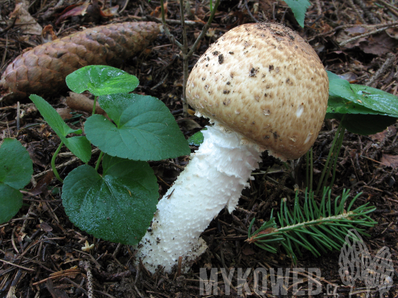 Agaricus sylvaticus