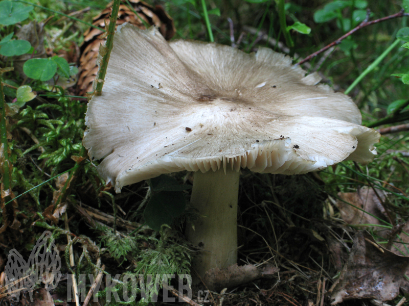 Megacollybia platyphylla