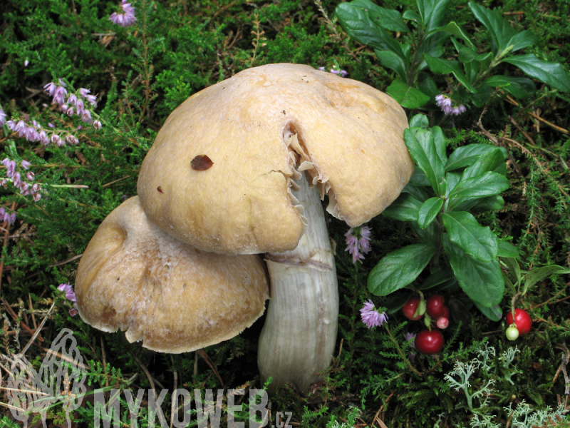 Cortinarius caperatus