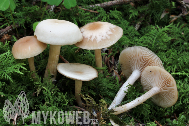 Clitocybe fragrans