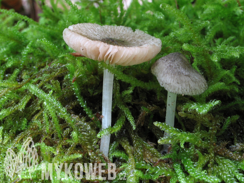 Pluteus hispidulus