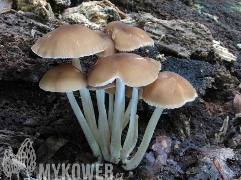 Pluteus phlebophorus