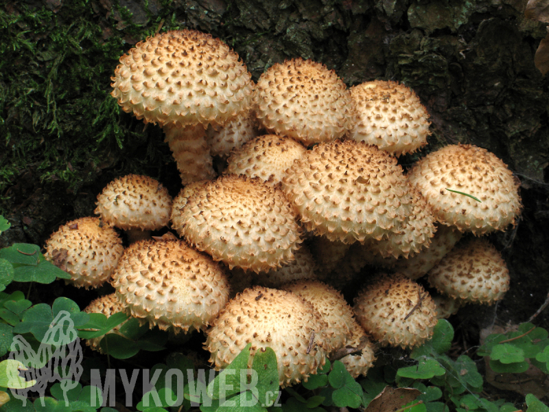 Pholiota squarrosa