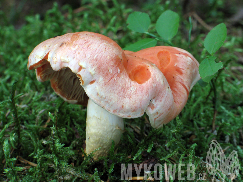 Pholiota astragalina