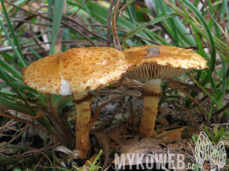 Pholiota lucifera