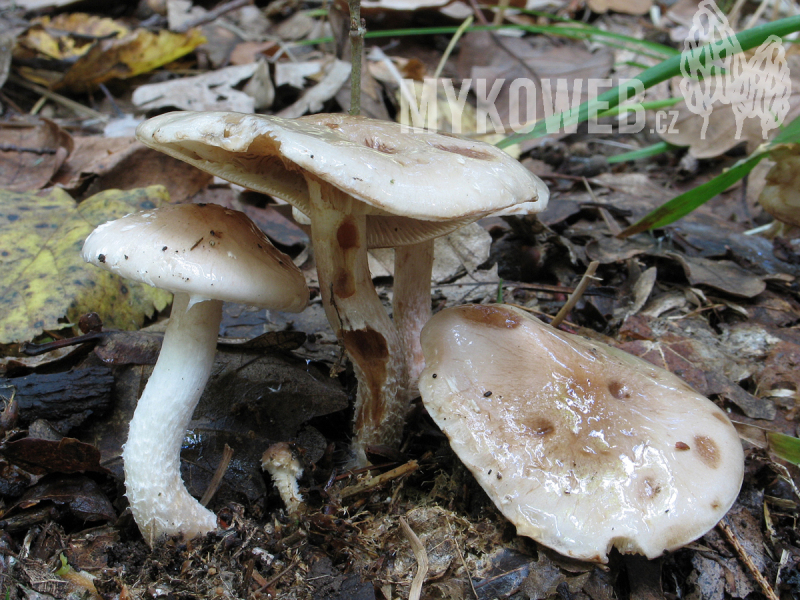 Pholiota lenta