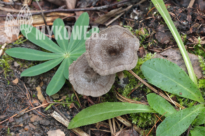 Entoloma undatum