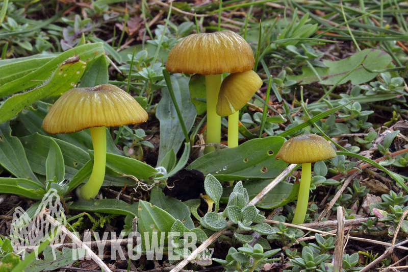 Entoloma incanum