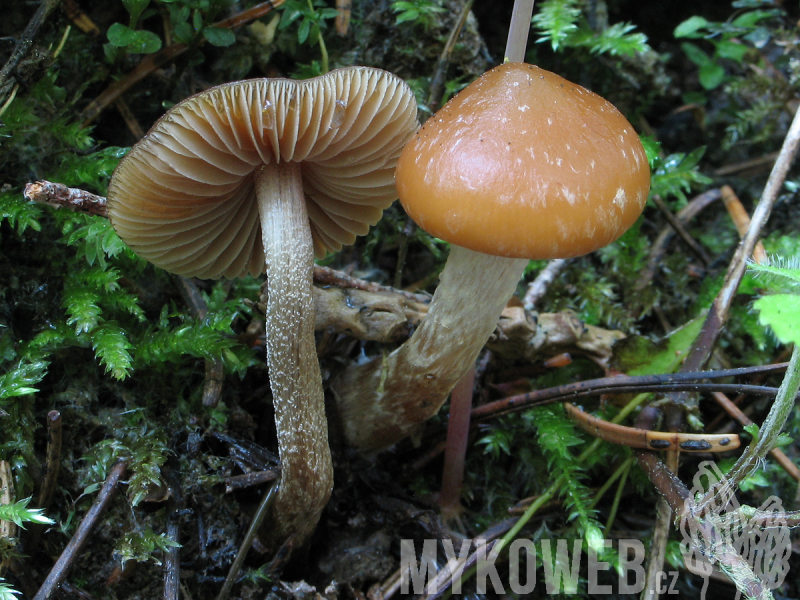 Hypholoma marginatum