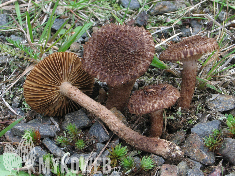 Inocybe hystrix