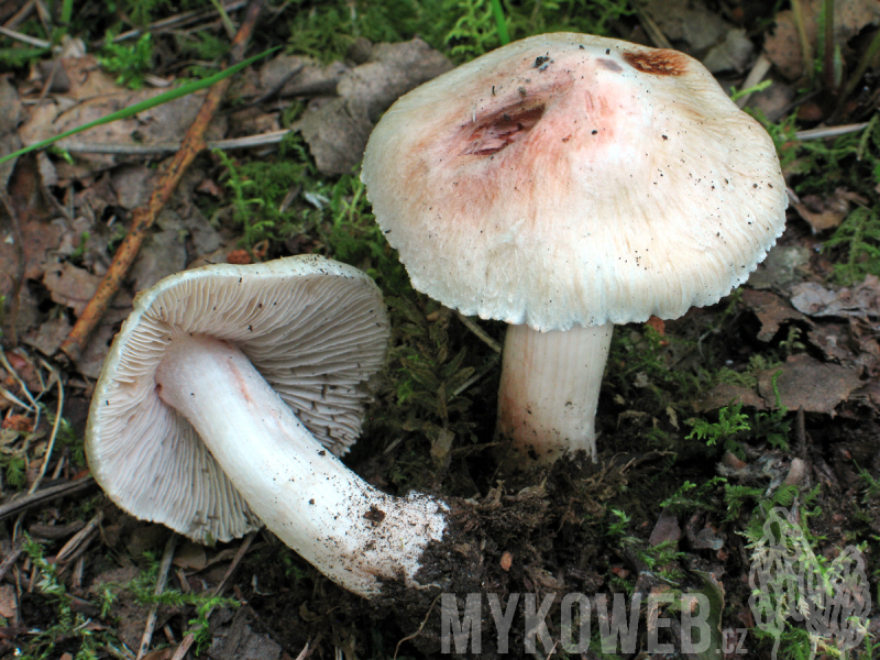 Inocybe erubescens