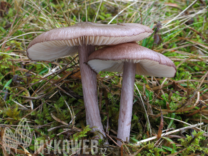 Entoloma porphyrophaeum