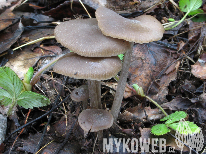 Entoloma vernum