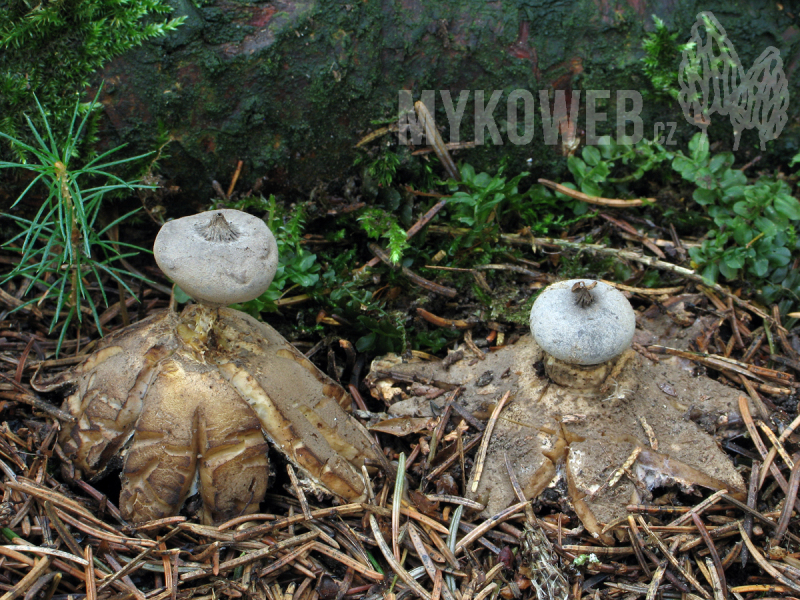 Geastrum pectinatum