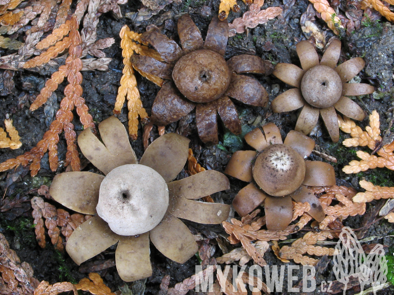 Geastrum floriforme