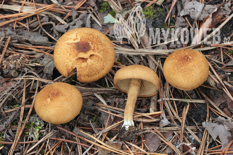 Inocybe dulcamara