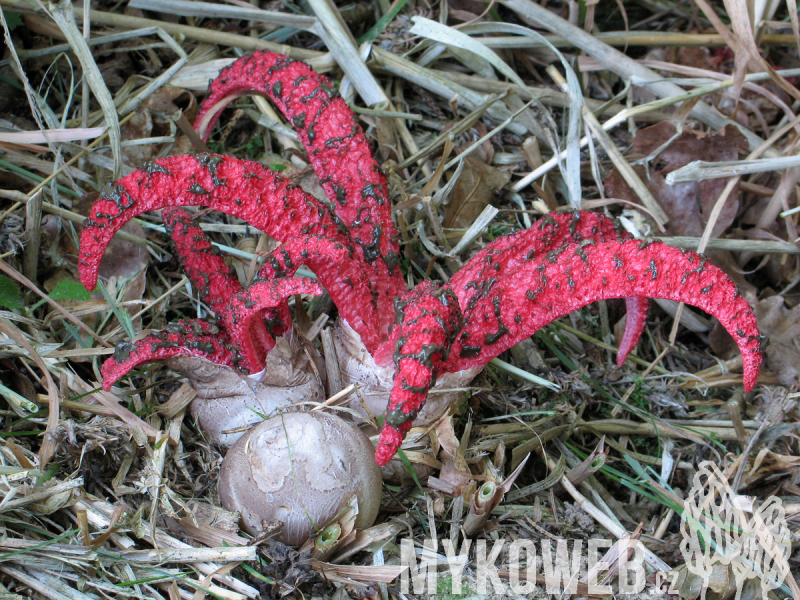 Clathrus archeri