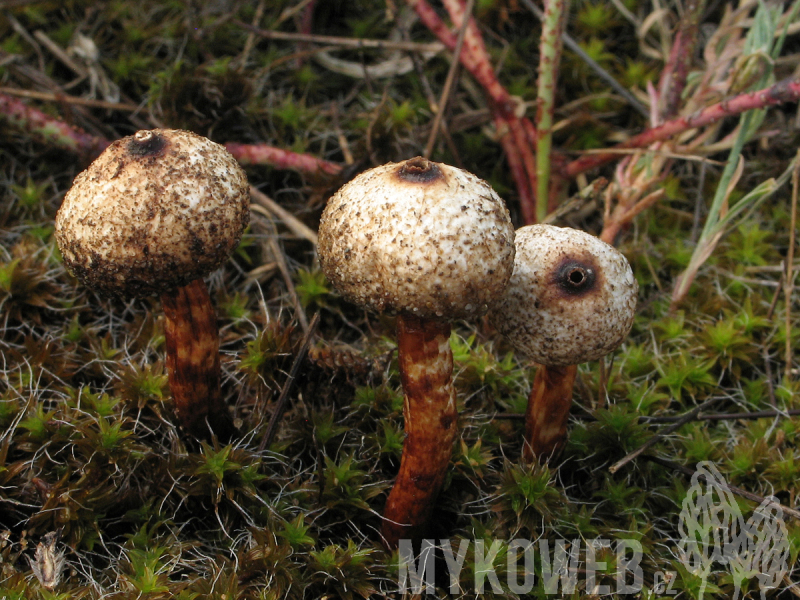 Tulostoma melanocyclum