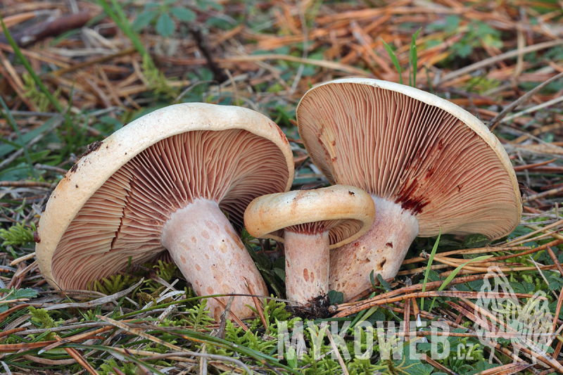 Lactarius sanguifluus