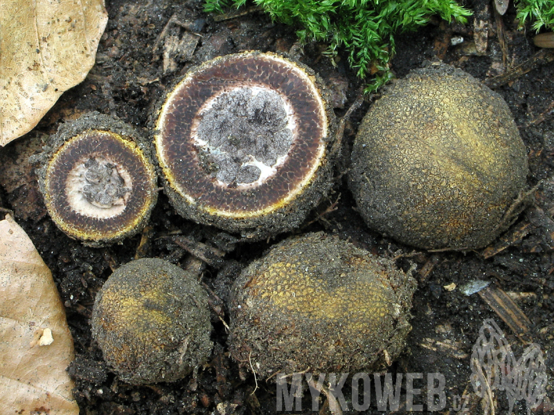 Elaphomyces muricatus