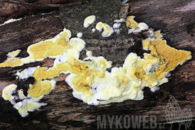 Trichoderma sulphureum