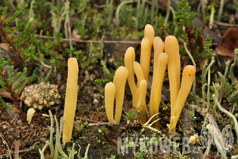 Clavaria argillacea