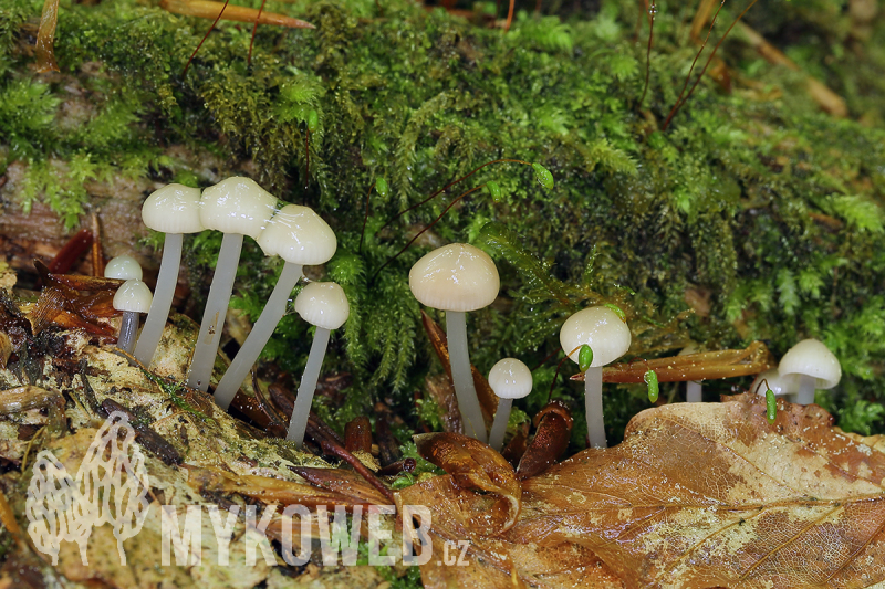 Mycena laevigata