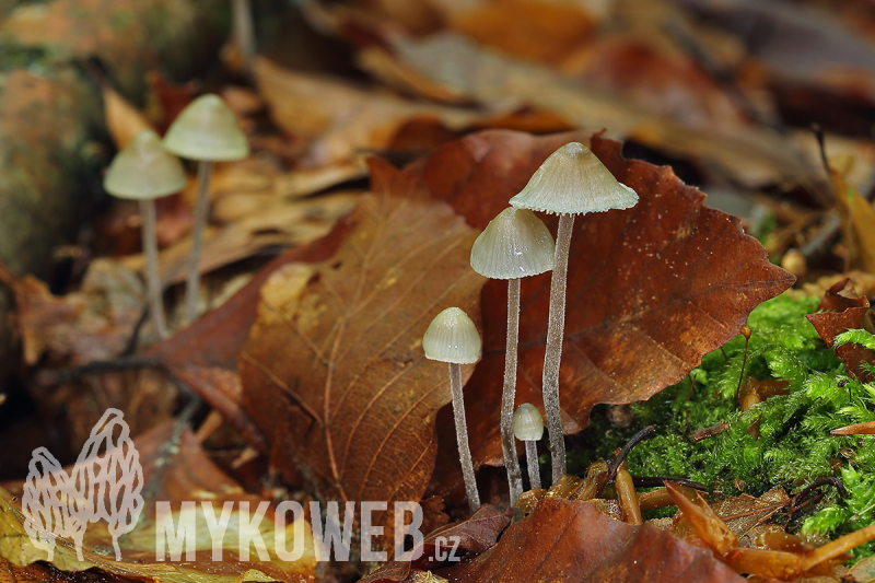 Mycena amicta