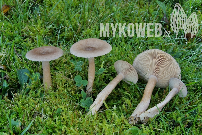 Lactarius glyciosmus