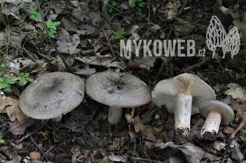 Lactarius circellatus