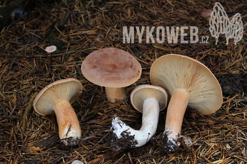 Lactarius helvus