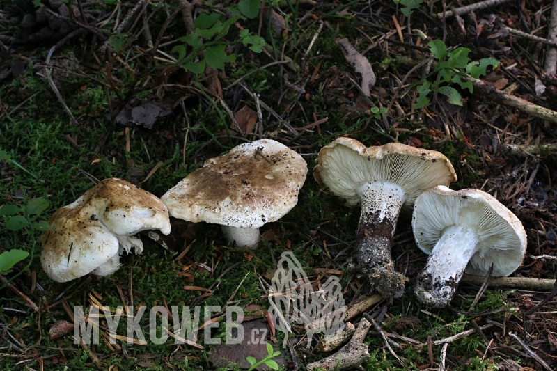 Tricholoma apium