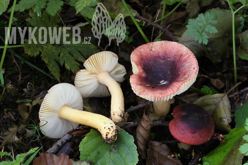 Russula alnetorum