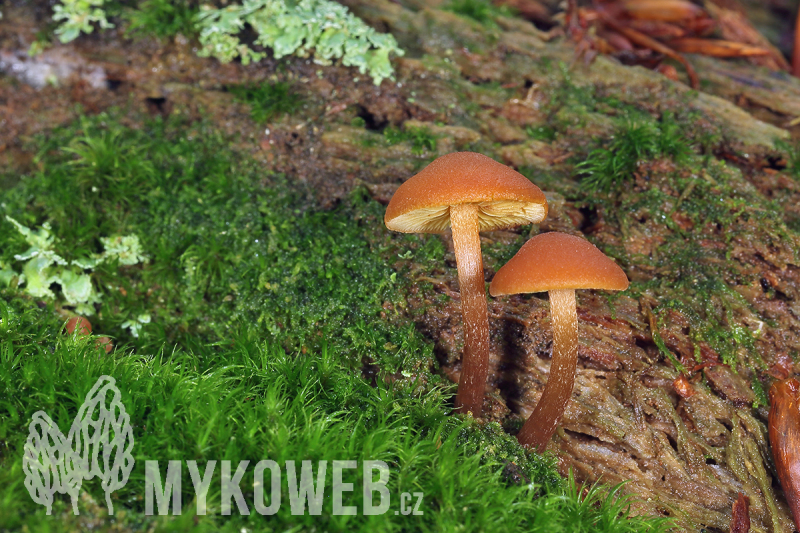 Gymnopilus sapineus