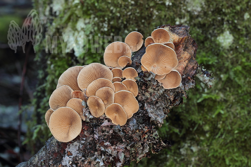 Tectella patellaris