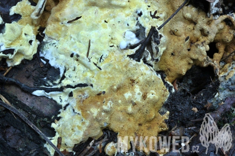 Hypocrea citrina