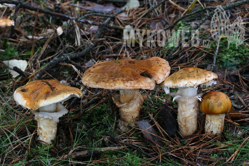 Tricholoma focale