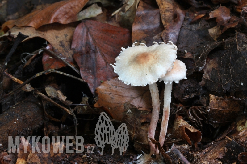 Cystolepiota seminuda