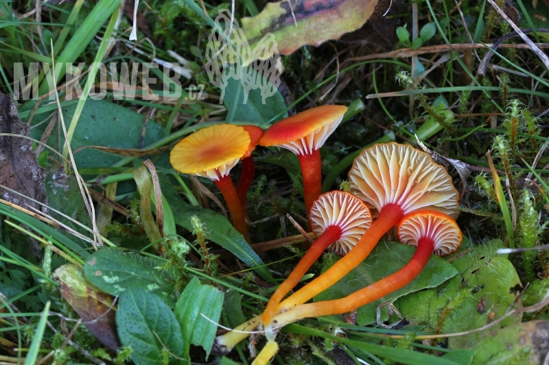 Hygrocybe insipida