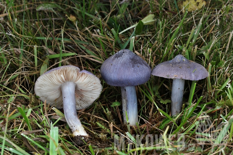 Entoloma bloxamii