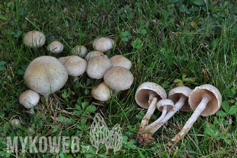 Pholiota gummosa