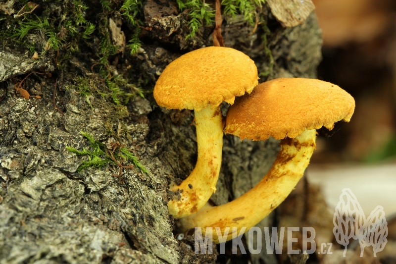 Pholiota tuberculosa