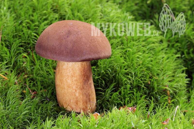 Boletus badius